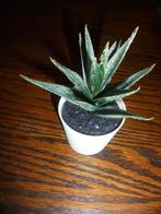 mini kunstvetplantjes en cactusjes, Ophalen, Gebruikt, Binnen