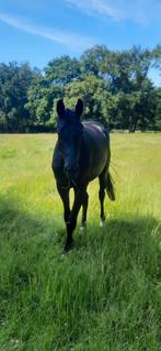 Weidegang aangeboden Peize (Drenthe), Weidegang