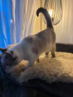 Seal point kitten, Dieren en Toebehoren, Kater