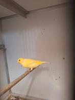 Koppel kanaries, Dieren en Toebehoren, Meerdere dieren, Kleurkanarie