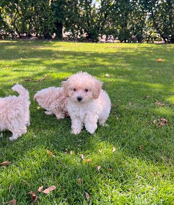 Maltipoo (Maltezer x Poedel) pups beschikbaar voor biedingen