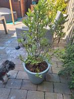 Bomen in potten, Overige soorten, Ophalen, Volle zon, In pot