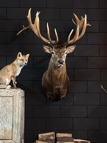 Edelhert hert hertenkop opgezet opgezette taxidermie veluwe beschikbaar voor biedingen