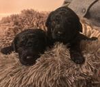 Mini half australian labradoodle pups, Dieren en Toebehoren, Honden | Niet-rashonden, Parvo, 8 tot 15 weken, Meerdere, Meerdere dieren