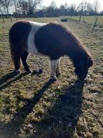 Pony's, Dieren en Toebehoren, Merrie, A pony (tot 1.17m), Gechipt, 3 tot 6 jaar