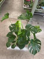 Monstera Deliciosa p27, Ophalen, Overige soorten, Halfschaduw, Minder dan 100 cm