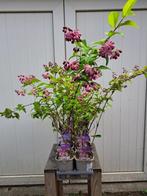 Bloeiende Deutzia 'Strawberry Fields' (Bruidsbloem) in pot!, Ophalen, Overige soorten