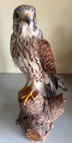 Taxidermie prachtig opgezette torenvalk, Ophalen, Opgezet dier