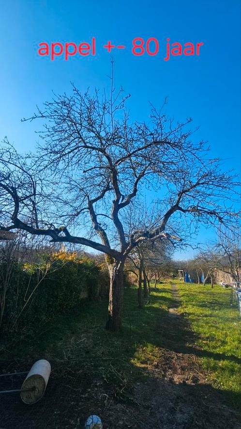 Meerdere fruitbomen te koop, voornamelijk appel maar ook 1 p, Tuin en Terras, Planten | Fruitbomen, Appelboom, Lente, Ophalen