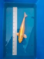 Koi yamabuki ogon 40 cm., Karper of Koi