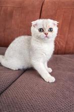 Britse korthaar meisje, Dieren en Toebehoren, Katten en Kittens | Raskatten | Korthaar, Poes, Ontwormd