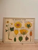 Vintage Franse biologie posters 4x (jaren 60), Antiek en Kunst, Ophalen