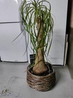 Olifantenpoot  85 cm hoog, Huis en Inrichting, Ophalen, Halfschaduw, Minder dan 100 cm