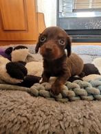 Langhaar kaninchen teckel pup (reutje), Dieren en Toebehoren, Honden | Teckels en Dashonden, Kaninchen, Reu, CDV (hondenziekte)