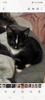 Katertje, Dieren en Toebehoren, Katten en Kittens | Overige Katten, Kater