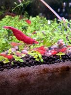 Garnalen Mooi rood op kleur!, Dieren en Toebehoren, Vissen | Aquariumvissen, Kreeft, Krab of Garnaal