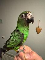 Gezocht jardine fantiensis, Dieren en Toebehoren, Vrouwelijk, Parkiet