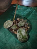 Hoya Waymaniae, Huis en Inrichting, Kamerplanten, Overige soorten, Minder dan 100 cm, Groene kamerplant, Halfschaduw