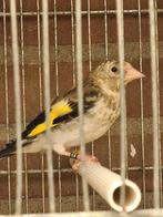 Mooi koppel majoor putters xl wildeklur 2025, Meerdere dieren, Wildzangvogel