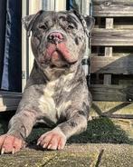 Bully xl, Dieren en Toebehoren, Honden | Bulldogs, Pinschers en Molossers, Rabiës (hondsdolheid), Eén hond, 3 tot 5 jaar, Nederland