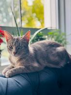 Lieve poes van 1 jaar oud zoekt een nieuw thuis, Dieren en Toebehoren, Katten en Kittens | Raskatten | Korthaar, Meerdere dieren