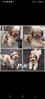 Hondje puk, Dieren en Toebehoren, Reu, Eén hond, 3 tot 5 jaar, Nederland
