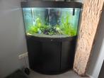 Te koop juwel trigon 190 incl vissen en toebehoren, Ophalen, Zo goed als nieuw, Gevuld zoetwateraquarium