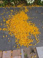 Gratis honderden pruimen, Tuin en Terras, Bloembollen en Zaden, Ophalen of Verzenden, Voorjaar, Volle zon, Zaad