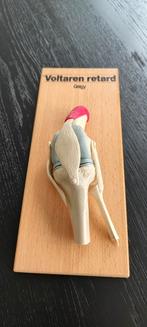 Anatomisch knie Model, Antiek en Kunst, Ophalen
