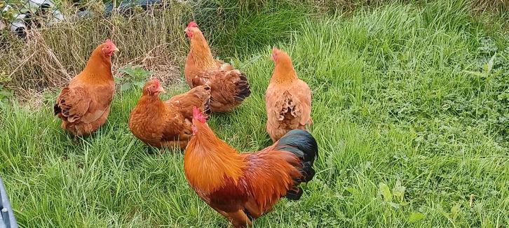 Kippen, Dieren en Toebehoren, Pluimvee, Kip, Meerdere dieren