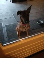 Lieve aanhankelijke mechelse herder, Dieren en Toebehoren, Honden | Herdershonden en Veedrijvers, Rabiës (hondsdolheid), Teef