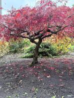 Prachtige japanse esdoorn te koop, Ophalen, Bloeit niet, Halfschaduw, Overige soorten