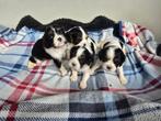 Cavalier-kingcharlesspaniël pups, Dieren en Toebehoren, Honden | Retrievers, Spaniëls en Waterhonden, Rabiës (hondsdolheid), 8 tot 15 weken
