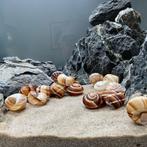 Slakkenhuisjes als inrichting van aquarium NIEUW, Dieren en Toebehoren, Overige typen, Nieuw, Terraglas, Nieuwendijk