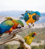 hybrid aras in diverse kleuren, Meerdere dieren, Papegaai