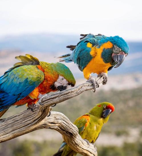 hybrid aras in diverse kleuren, Dieren en Toebehoren, Vogels | Parkieten en Papegaaien, Papegaai, Meerdere dieren
