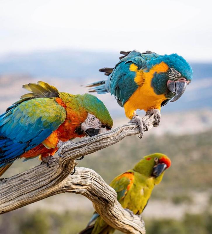 hybrid aras in diverse kleuren, Dieren en Toebehoren, Vogels | Parkieten en Papegaaien, Papegaai, Meerdere dieren