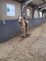 Verzorgpony A-B pony gezocht SCHIEDAM, Dieren en Toebehoren, Ophalen of Verzenden, Nieuw