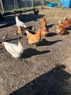 4 bruine Lohmann kippen + Haan, Dieren en Toebehoren, Pluimvee, Vrouwelijk, Kip