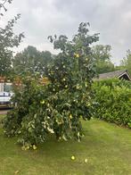 kweeperen, Tuin en Terras, Ophalen, 100 tot 250 cm, Overige soorten