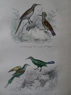 Litho in kleur, vier vogels Hop Afrikaanse Suikervogel 1841, Antiek en Kunst, Verzenden