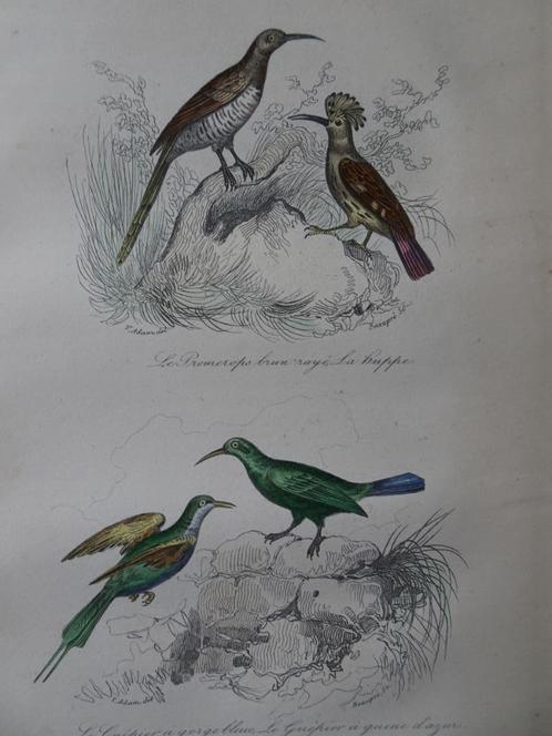 Litho in kleur, vier vogels Hop Afrikaanse Suikervogel 1841, Antiek en Kunst, Kunst | Litho's en Zeefdrukken, Verzenden
