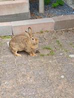 Konijn ( vrouwtje ) zoekt een vriendje of vriendinnetje, Dieren en Toebehoren, Konijnen, Vrouwelijk, Middelgroot, 3 tot 5 jaar