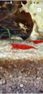 Bloody mary garnalen, Dieren en Toebehoren, Vissen | Aquariumvissen, Kreeft, Krab of Garnaal