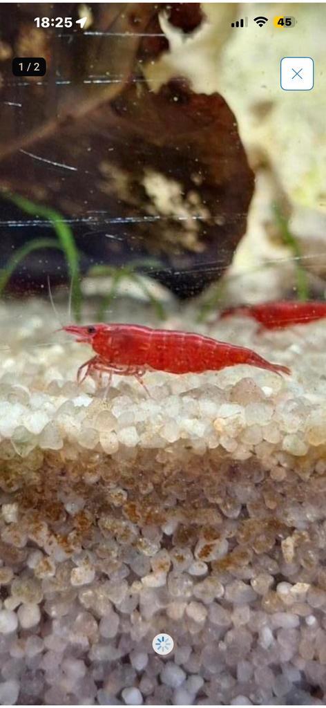 Bloody mary garnalen, Dieren en Toebehoren, Vissen | Aquariumvissen, Kreeft, Krab of Garnaal