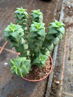 Crassula, Ophalen of Verzenden, Overige soorten, Minder dan 100 cm