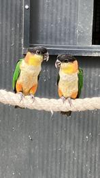 zwartkop caiqeu, Mannelijk, Parkiet, Geringd