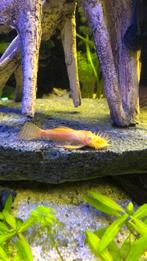 Albino algeneeters, Vis