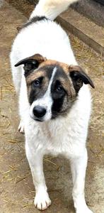 URGENT HELP LIEVE BORIS IS ERG ONGELUKKIG VERBLIJFT IN NL, Dieren en Toebehoren, Honden | Niet-rashonden, Particulier, Rabiës (hondsdolheid)