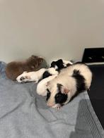 5 schattige jonge Cavia beertjes en zeugjes zoeken huisje!, Dieren en Toebehoren, Cavia, November, Meerdere dieren, Tam